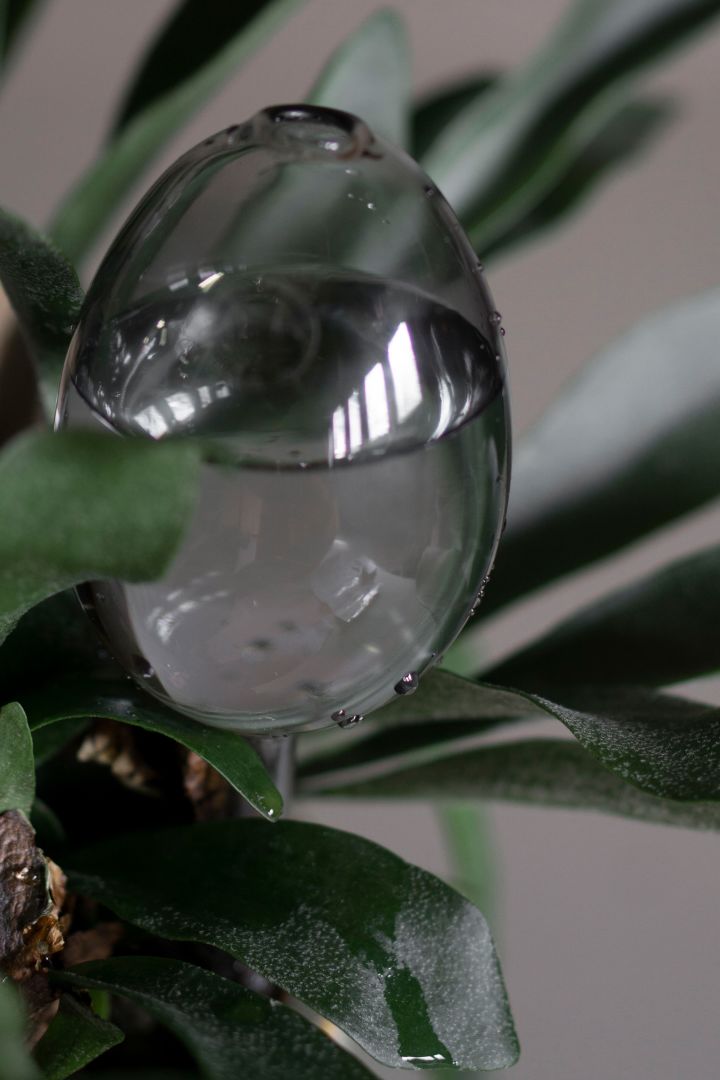 Self-watering glass globes from DBKD make watering your plants simple, an easy home-hack that makes everyday life easier. 