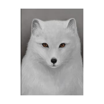 Arctic fox poster - 30x40 cm - Kunskapstavlan®