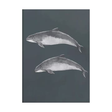 Baltic porpoise poster - 30x40 cm - Kunskapstavlan®