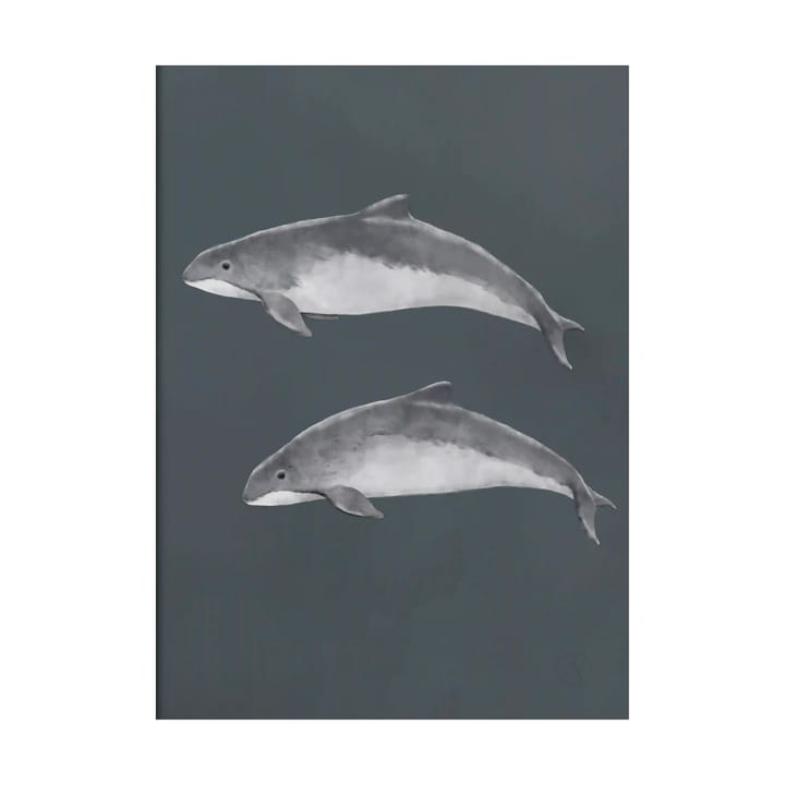 Baltic porpoise poster - 30x40 cm - Kunskapstavlan®