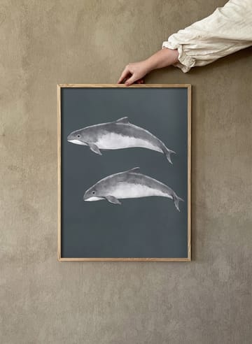 Baltic porpoise poster - 30x40 cm - Kunskapstavlan®