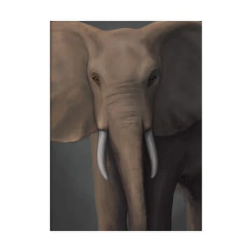 Forest elephant poster - 30x40 cm - Kunskapstavlan®