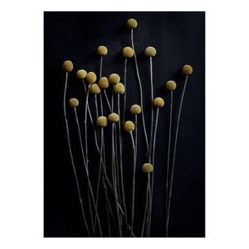 Sto Life 01 Yellow Drumsticks poster - 30x40 cm - Paper Collective