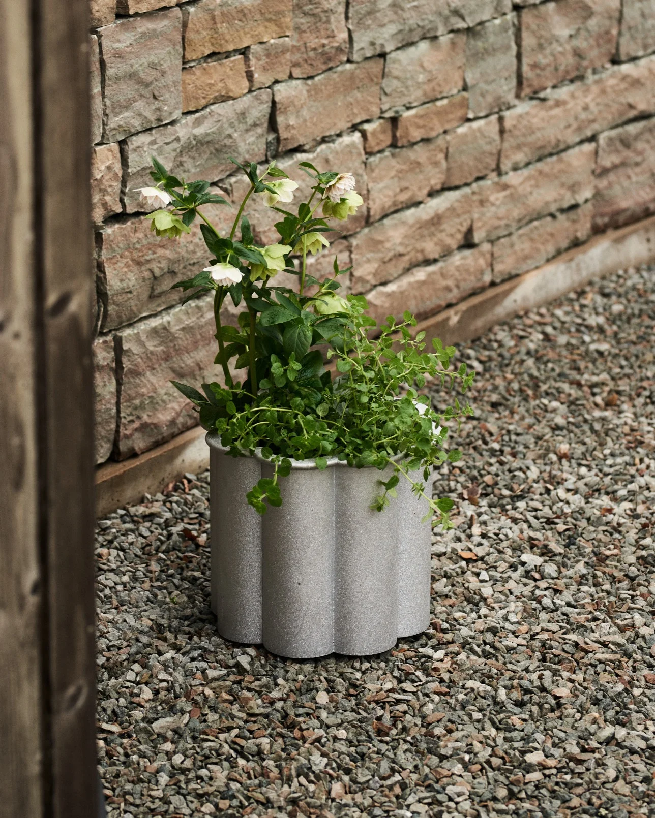 Light gray fluted planter with green hellebores and other plants on gravel, next to a stone wall.