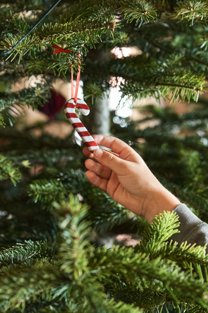 A hand holds a hanging candy cane decoration in a Christmas tree. 