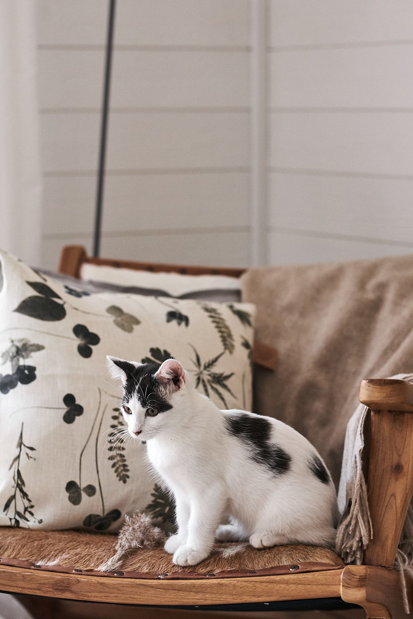 A kitten sits on a chair in a cosy corner with linen cushions and a throw