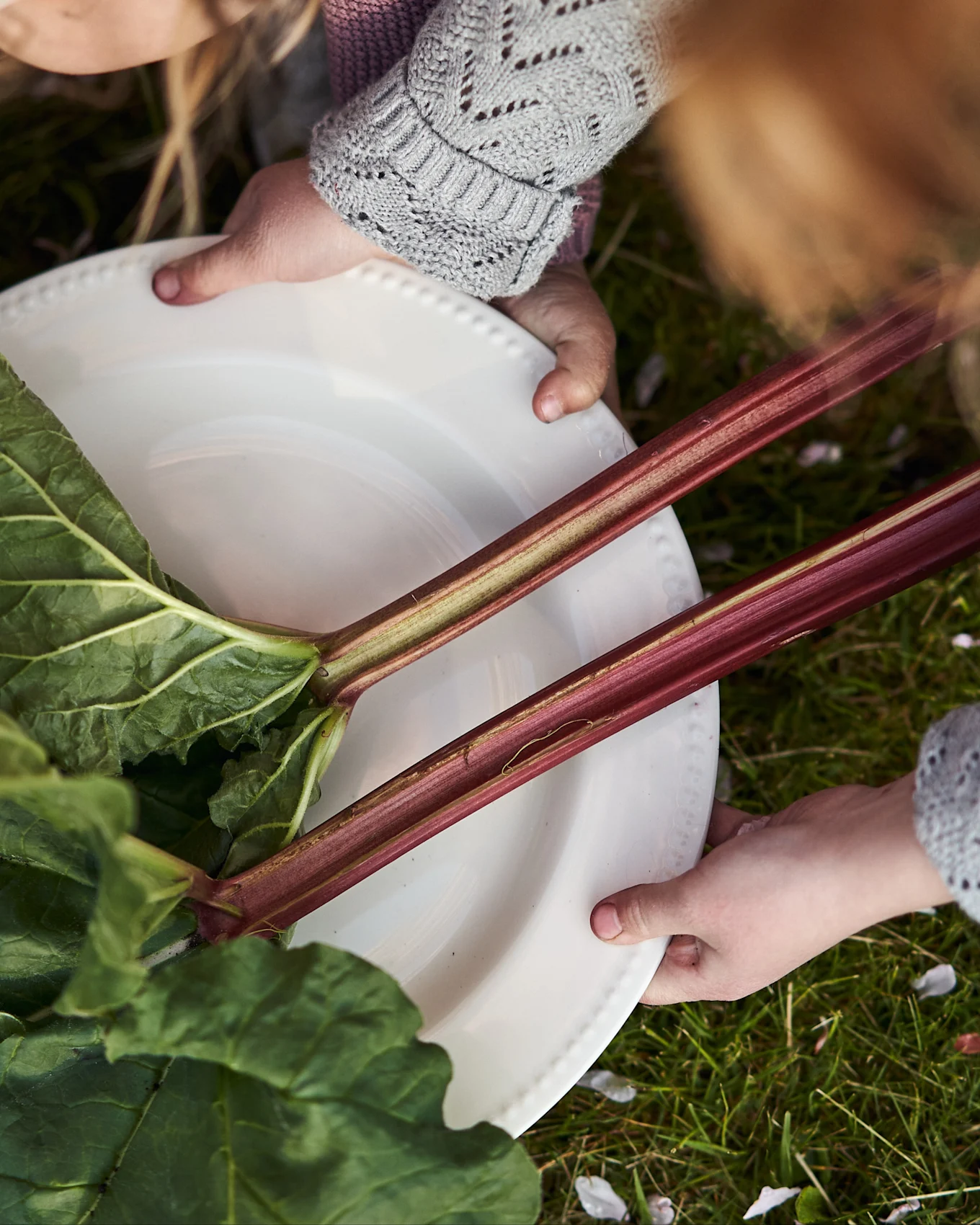 Two children's hands hold a white plate with fresh rhubarb stalks and leaves against green grass.